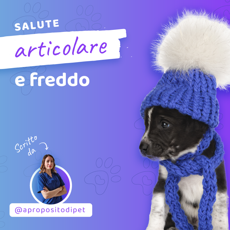 Salute articolare e freddo: cosa fare quando le basse temperature affliggono il tuo animale.