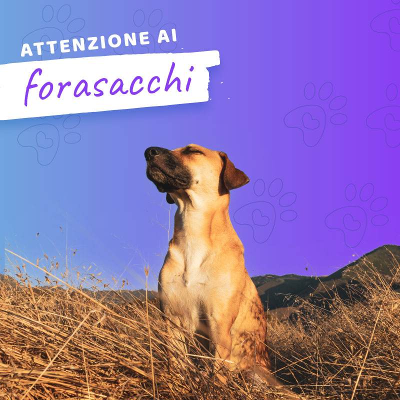 Attenzione ai Forasacchi: Un pericolo per i nostri amici a quattro zampe