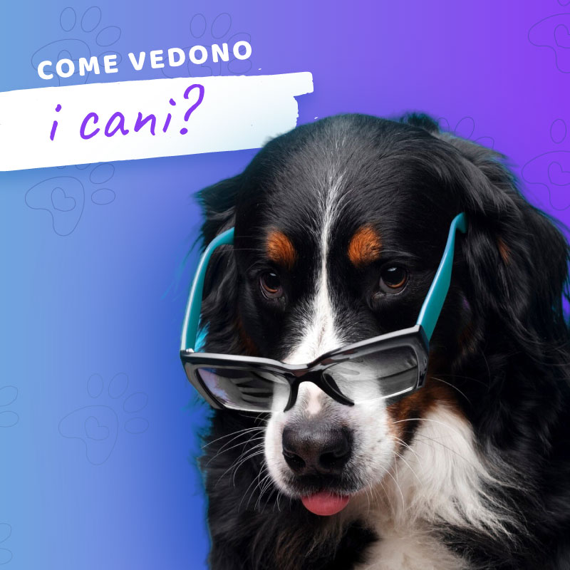 Come vedono i cani
